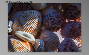 Macro Shells Feb 2024-13.jpg